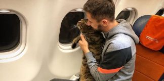 Ha portato con un trucco il gatto in cabina aerea