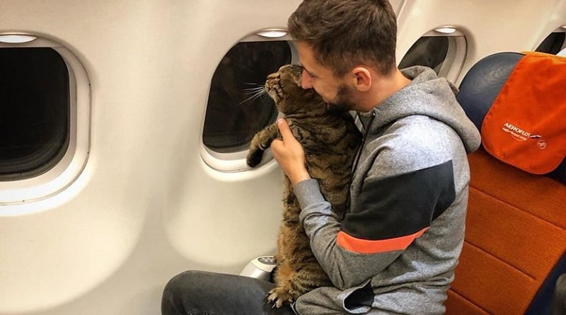 Ha portato con un trucco il gatto in cabina aerea