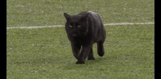 gatto ha invaso campo durante la partita