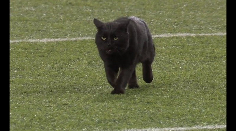 gatto ha invaso campo durante la partita