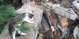 gatto dorme sulle macerie di casa sua