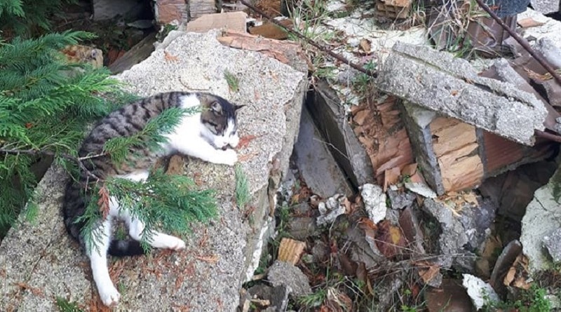 gatto dorme sulle macerie di casa sua