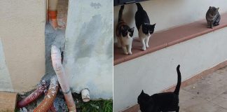 murati vivi sette gatti a rossano calabro