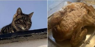 Il gatto che ha rubato la cena di Natale