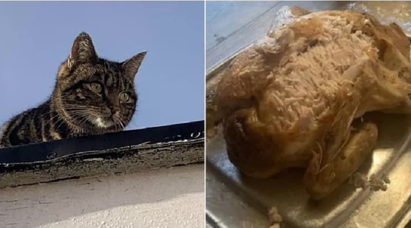 Il gatto che ha rubato la cena di Natale