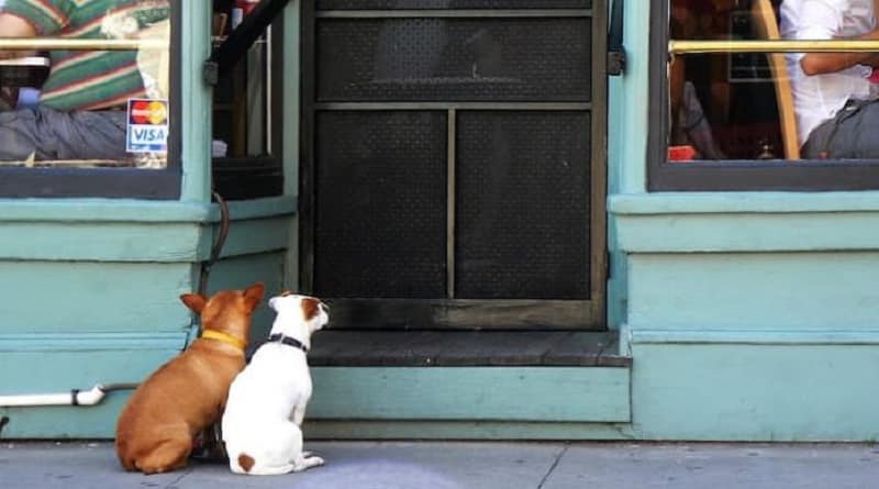 cani e gatti ammessi ovunque per legge