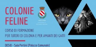 corso per gattare Desio