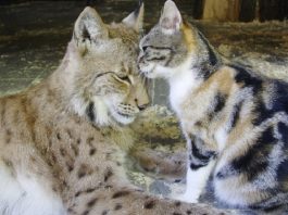 gatta e lince amiche