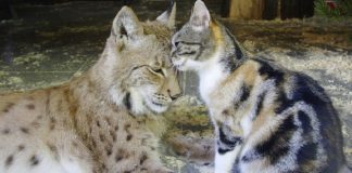 gatta e lince amiche