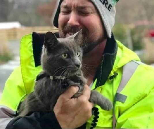 il camionista ha ritrovato il suo gatto