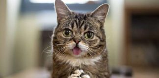 gatto lil bub morta