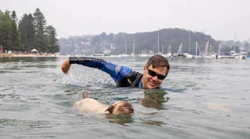 gatto partecipa a gara di nuoto