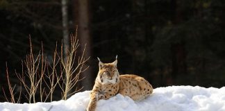 lince in trentino alto adige