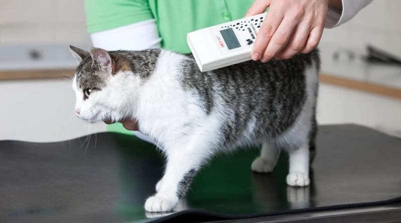 obbligo microchip gatti