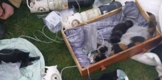 I vigili del fuoco hanno salvato la vita di sette gatti