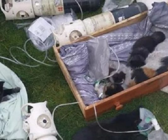 I vigili del fuoco hanno salvato la vita di sette gatti