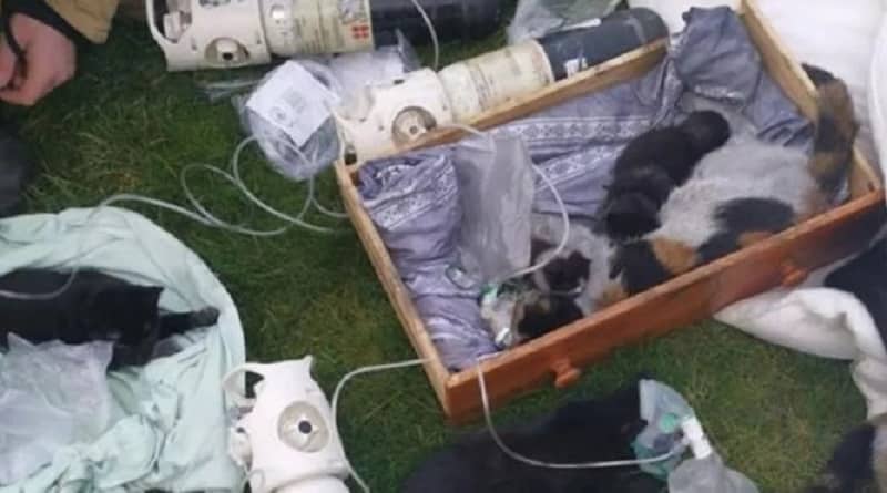 I vigili del fuoco hanno salvato la vita di sette gatti