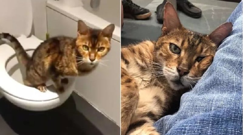 il gatto che ha imparato da solo a usare il water