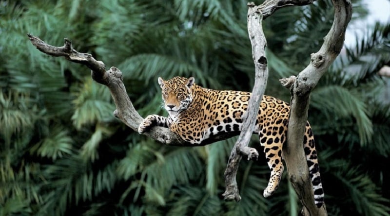 giaguaro rischia estinzione