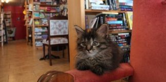 libreria che fa adottare i gatti