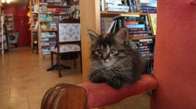 libreria che fa adottare i gatti