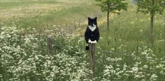 gatto in un campo