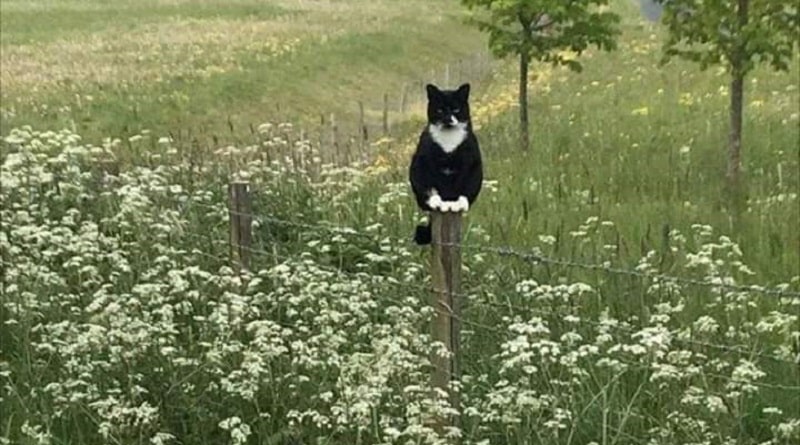 gatto in un campo