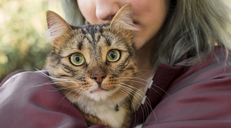 restiamo umani lettera di un veterinario