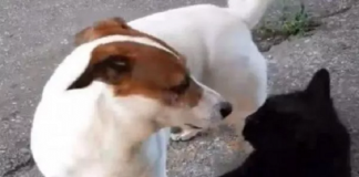 gatta muore per difendere il cane