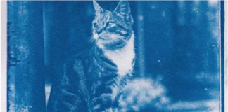 in una capsula del tempo del 1900 ritrovata foto gatto