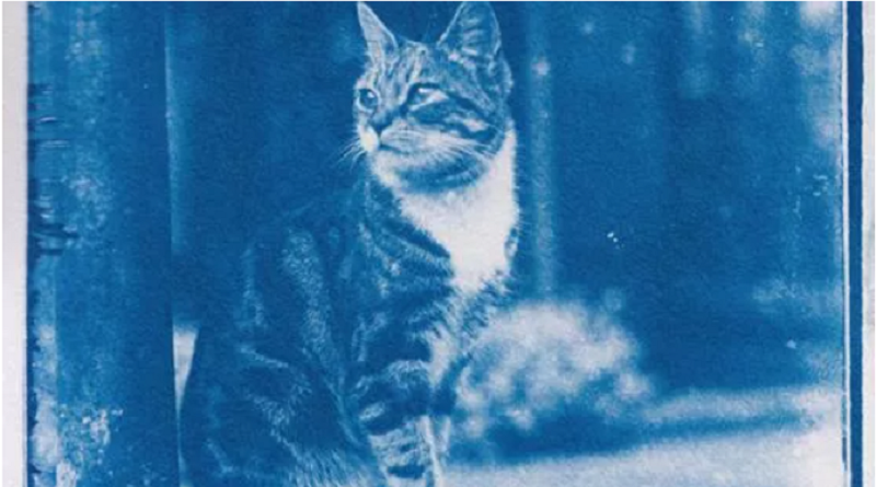 in una capsula del tempo del 1900 ritrovata foto gatto