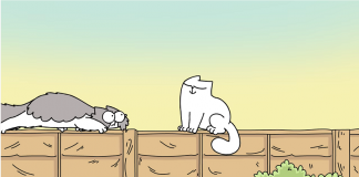 simon's cat comportamento gatti