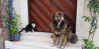 vietato mangiare cani e gatti in cina