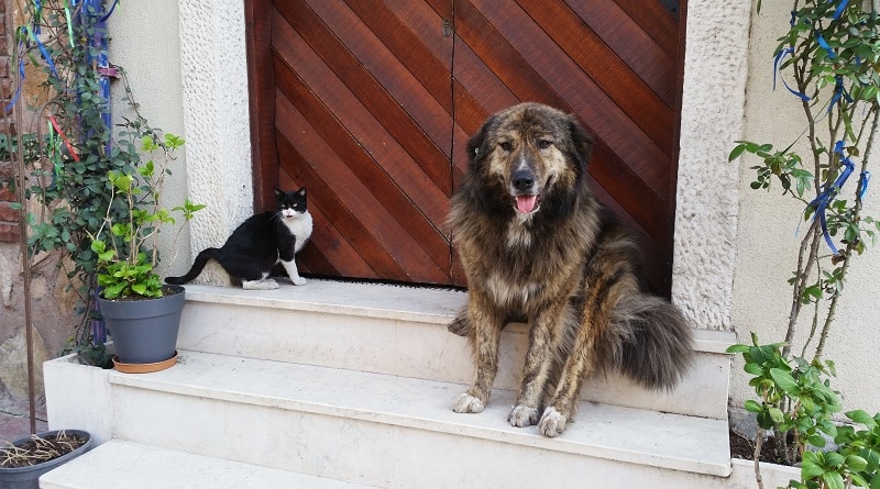 vietato mangiare cani e gatti in cina