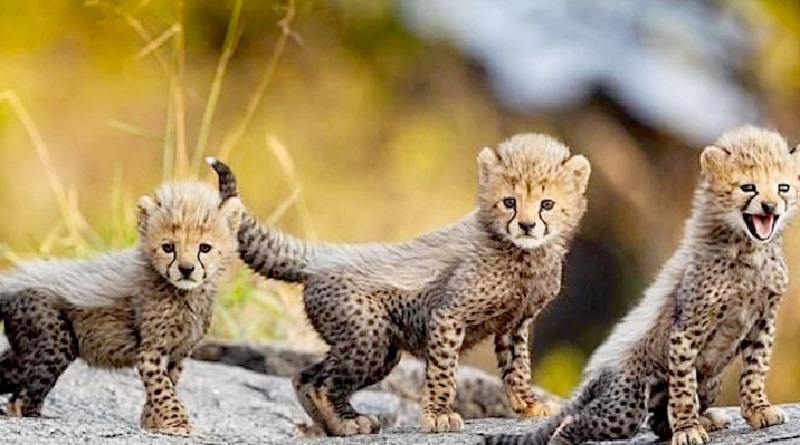 cuccioli di ghepardo