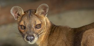 fossa animale