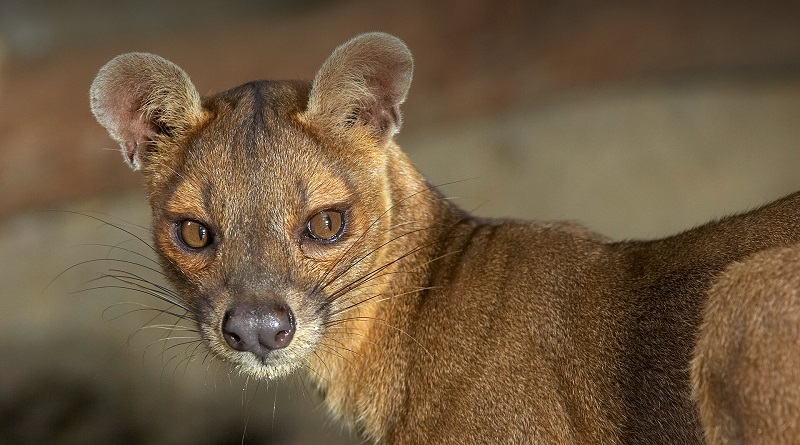 fossa animale