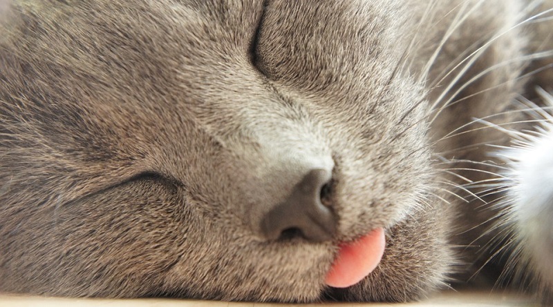 gatto bloccato con lingua da fuori