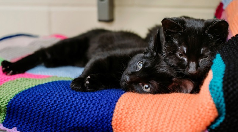 gatto ha salvato il fratello dal gelo