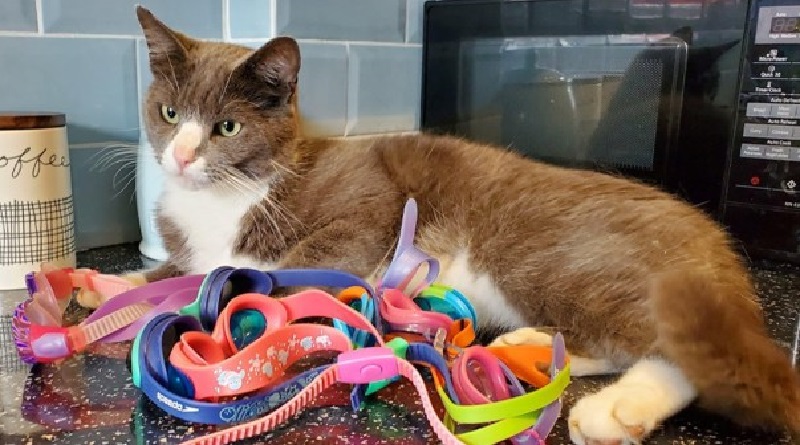 Il gatto Avery che ruba soltanto occhialini da nuoto