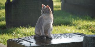 animali sepolti con padroni Liguria