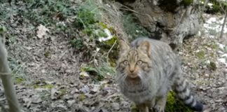 gatto selvatico in basilicata