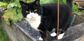 Palmerston gatto ministero esteri inglese.jpg