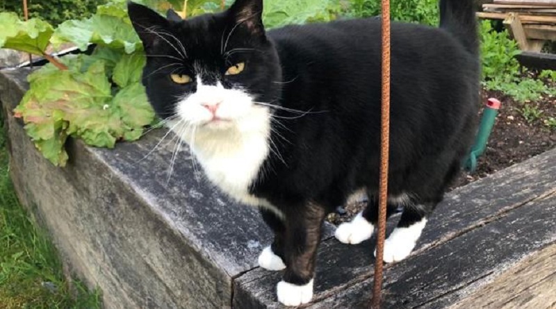 Palmerston gatto ministero esteri inglese.jpg