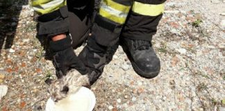 vigili del fuoco salvano gatto Udine