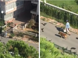 appena scende in strada gli animali la seguono