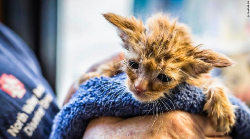 gattina salvata da un incendio in fin di vita