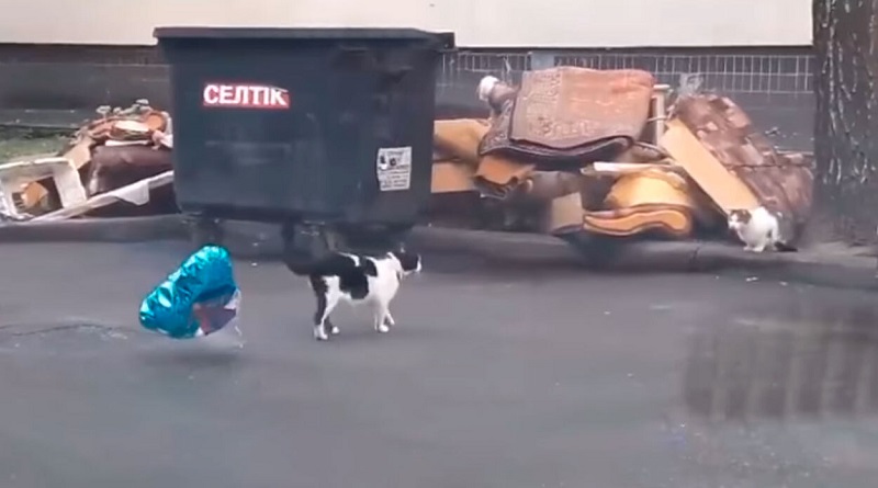 gatto regala un palloncino alla sua amata