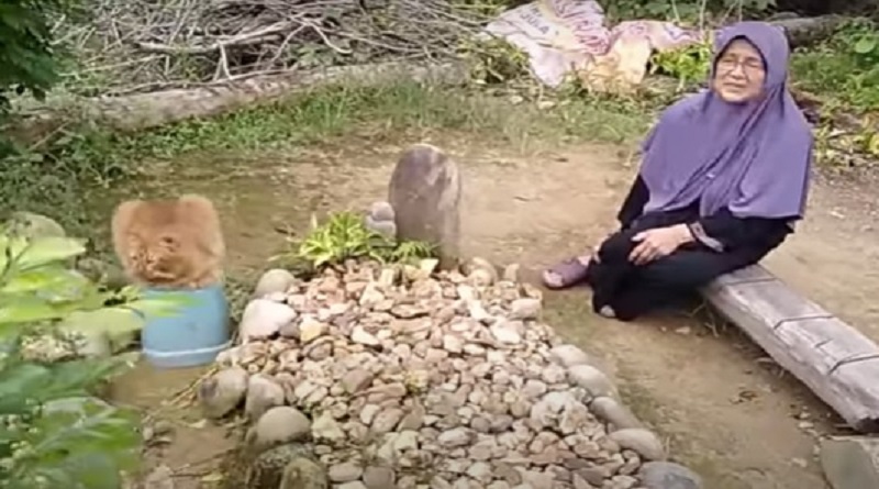 gatto visita la tomba dell'umano ogni giorno