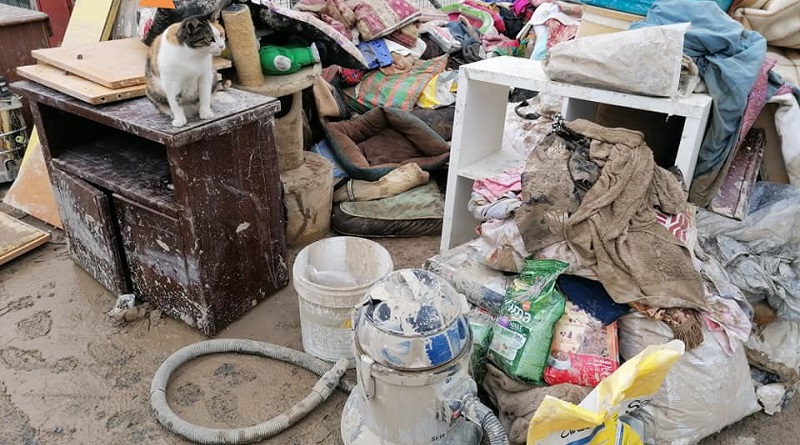 come aiutare gattile di Ventimiglia